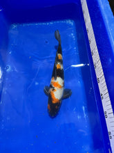 Load image into Gallery viewer, Fish