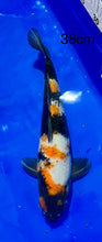 Load image into Gallery viewer, Fish