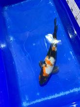 Load image into Gallery viewer, Fish