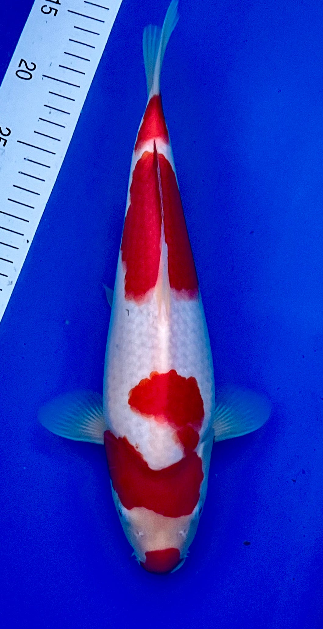 kohaku.